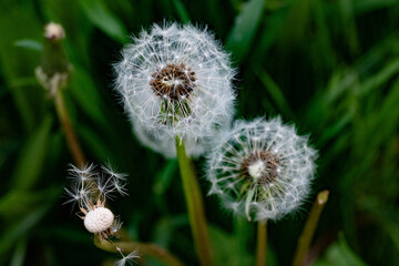 dandelion