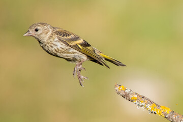 sparrow on a branch