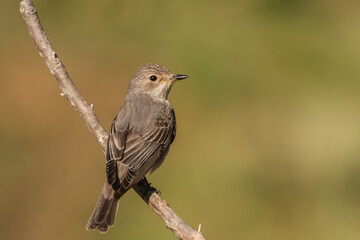 robin on a branch