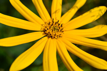 Jerusalem artichoke. Close-up of flower petals.