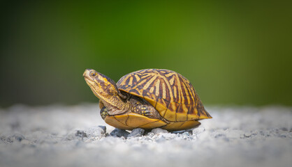 Florida box turtle (Terrapene carolina bauri) crossing white gravel path - legs in head out showing...