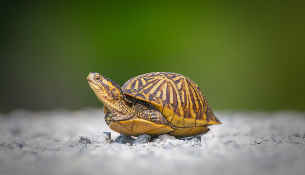 Florida box turtle (Terrapene carolina bauri) crossing white gravel path - legs in head out showing side view - Sweetwater wetlands Gainesville Florida- white and green blur background