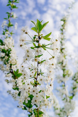 branches of blossom trees. The beauty of spring nature.