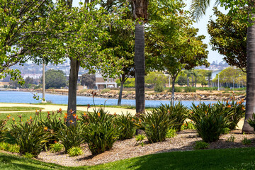 Birds of Paradise in Park