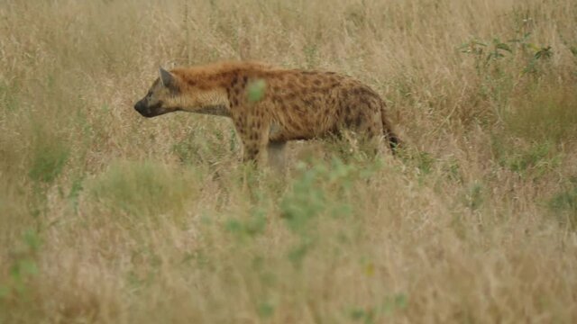 Spotted Hyena in Africa Savannah