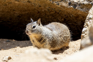Ground squirrel coming out of hiding