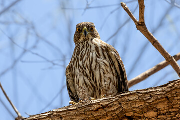 Hawk watching you from above in tree
