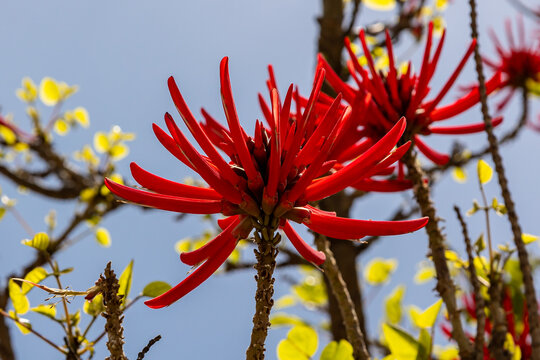 Erythrina red finger blade flower