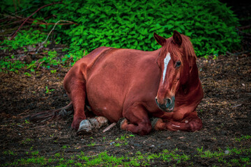 Fototapeta premium horse lying on the field