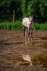 white horse in front of a rainwater puddle
