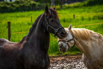 Two horses, white and black horse on one.farm
