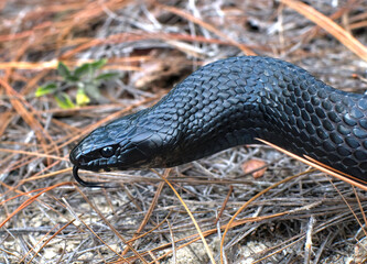 Wild Eastern Indigo snake (Drymarchon couperi) head and neck shot, with eye detail and tongue out and down.  on ground with long leaf pine needles.  Central Florida