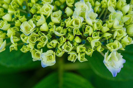 849 Best 装飾花 Images Stock Photos Vectors Adobe Stock