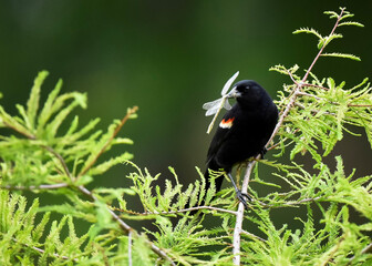 blackbird on the grass