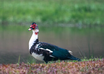 duck in a pond