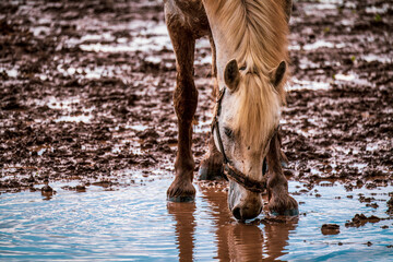 white horse drinks rainwater from the puddle