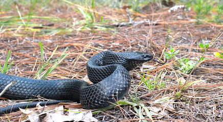 eastern Indigo snake (Drymarchon couperi) slithering right, tongue out, long leaf pine needles, black scales, head and eye detail