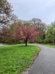 Pink Tree in New York City