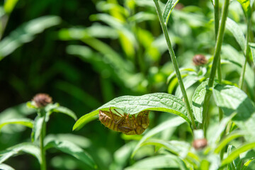An empty shell left by a 17-year cicada is attached to a leaf of a knapweed plant. - obrazy, fototapety, plakaty