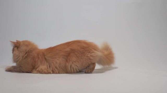 A cat on a white background plays with a laser pointer