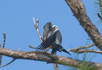 Mating pair of Mississippi kite birds (Ictinia mississippiensis) having coitus in a pine tree - male wrapping wings around female both red eyes glowing - grey and white feathers blue sky