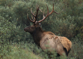 PA Bull Elk Looking for a Fight