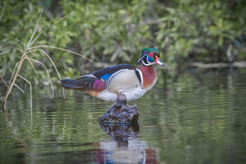 male wood duck or Carolina duck - Aix sponsa - perched on top of small stump at waters edge -...