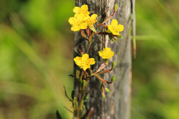 Yellow Flowered Vine on an old Wooden Stake