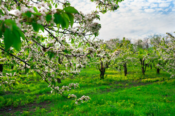 Fototapeta na wymiar landscape. cherry orchard in spring. walk among the flowering trees.