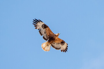 hawk in flight