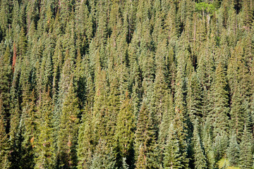 Spruce Forest Background