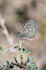 Lycaenidae / Sözen in Yalancıbakırı / / Neolycaena soezen