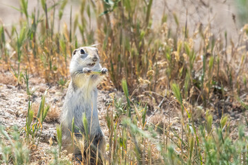 prairie dog in the grass