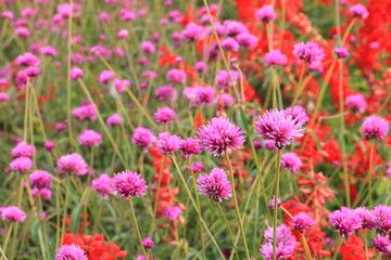 【北海道】国営滝野すずらん丘陵公園のコスモス