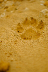 close up of wolf paw in sand