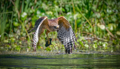 Red shouldered hawk (Buteo lineatus) flying with food prey it caught baby young common gallinule or...