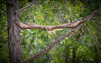 Juvenile red tailed hawk - Buteo jamaicensis flying from long leaf pine tree branch wings extended fully out - looking forward yellow legs behind - talons out
