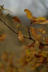 autumn leaves on the tree