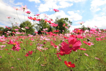 【北海道】国営滝野すずらん丘陵公園のコスモス