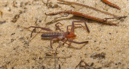 Florida Wind scorpion camel spider sun scorpion- Ammotrechella stimpsoni is a species of curve-faced solifugid in the family Ammotrechidae