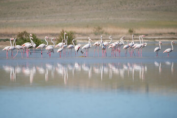 Fototapeta premium flamingos in the water