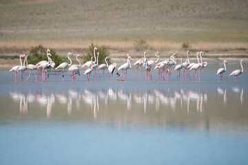 flamingos in the water