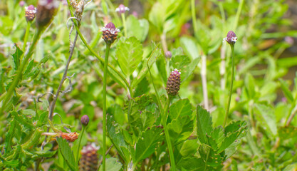 Frogfruit (Phyla nodiflora) Aka Turkey tangle fogfruit, Capeweed, Matchhead, Creeping Charlie and Carpetweed larval host for the White peacock, Phaon crescent, and common buckeye butterflies