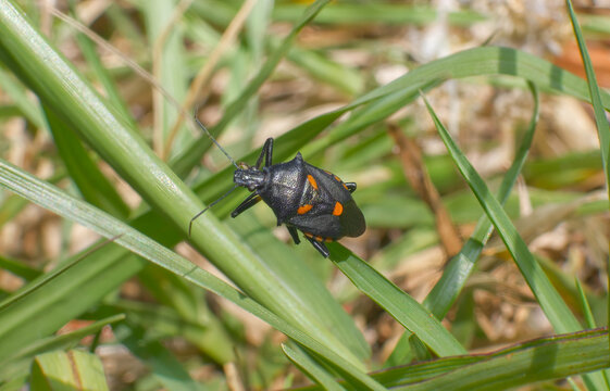 Florida Predatory Stink Bug - Euthyrhunchus floridanus aka Halloween Bug on Bahia grass - orange and black jack O’ lantern face pattern on back