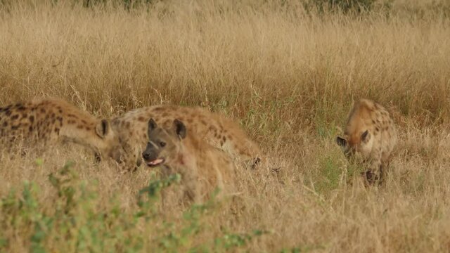 Spotted Hyena in Africa in Nature