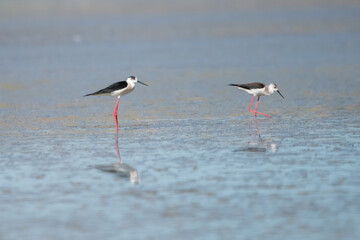 white stork in the water