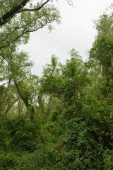 Forest background. View of the green leaves foliage and tree trunks in the jungle.