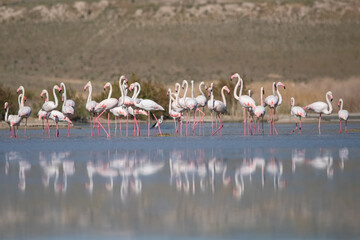 flamingos in the water