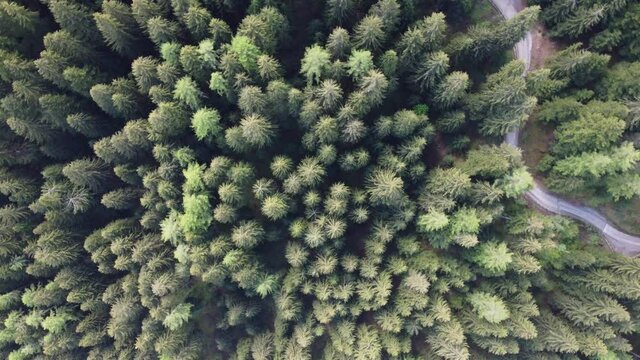 alberi foresta bosco natura ecologico val di sole trentino 