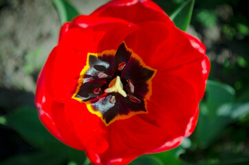 Red tulips close-up